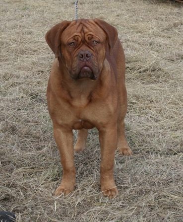 Bordogue Kennels - Tobias' Page